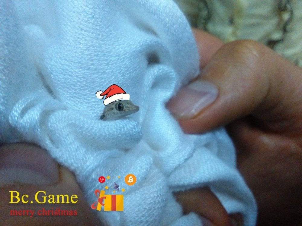Bc.Game1.thumb.jpg.e36b993a646b26a7f45ee6b368e58c32.jpg